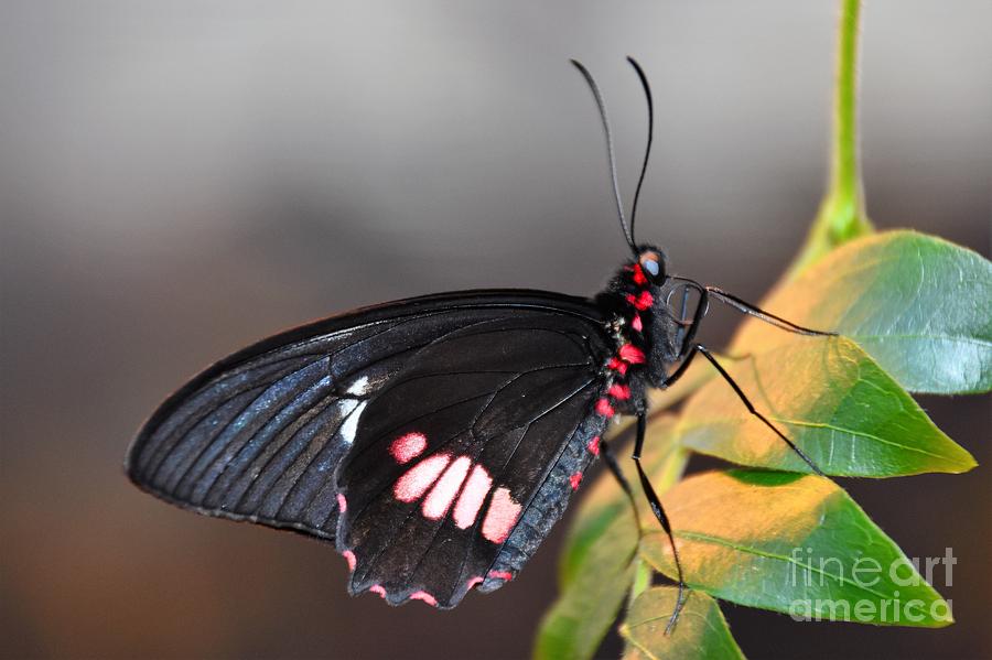 Nature Photograph - Black Butterfly #1 by Dale Adams