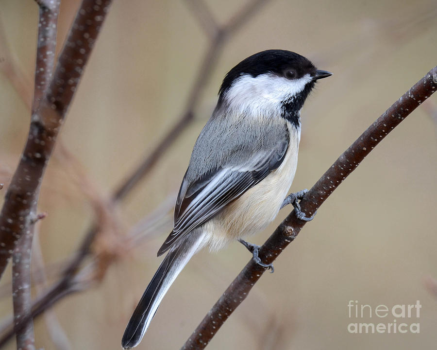 Black Capped Chickadee Photograph by Amy Porter