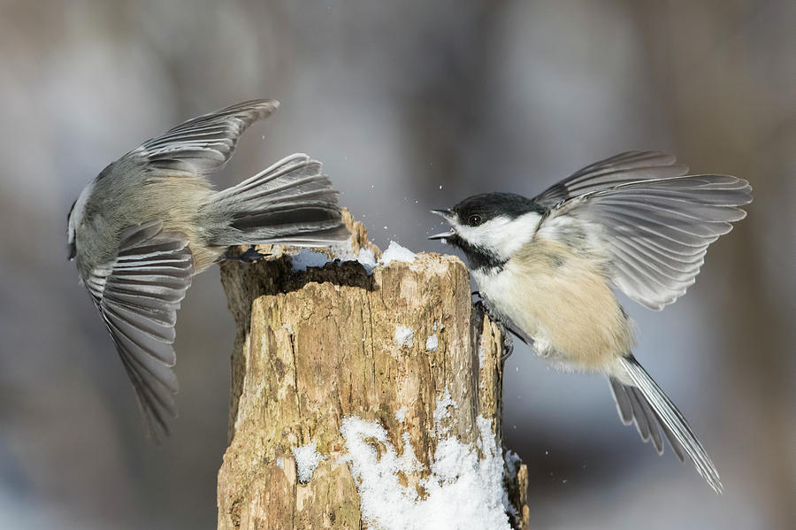 Black-capped Chickadee in winter #1 Photograph by Mircea Costina Photography
