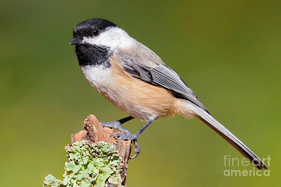 Black-capped Chickadee  #1 Photograph by Jerry Fornarotto
