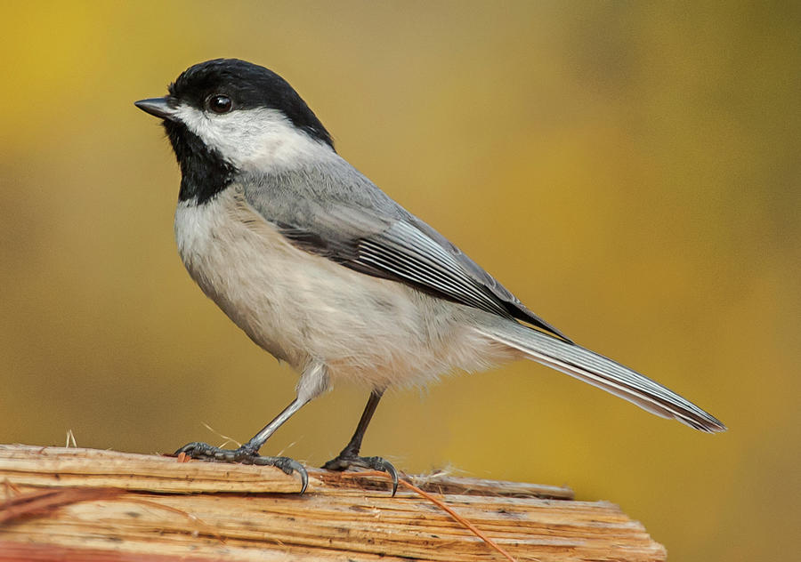 Black-Capped Chickadee #2 Photograph by Jim Moore