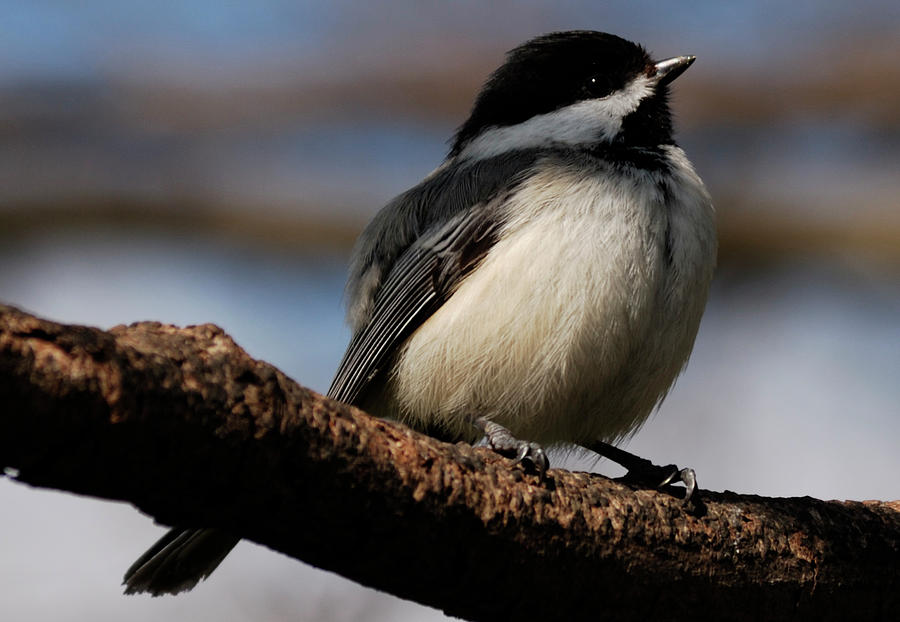 Black-capped Chickadee #1 Photograph by Randy Bodkins