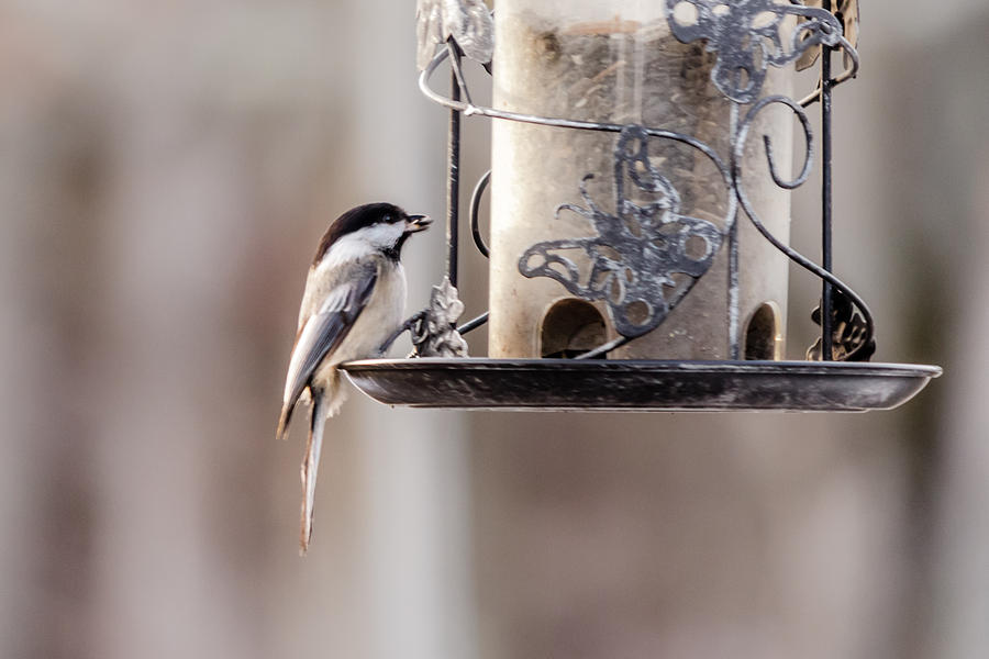 Black-capped chickadee Photograph by SAURAVphoto Online Store