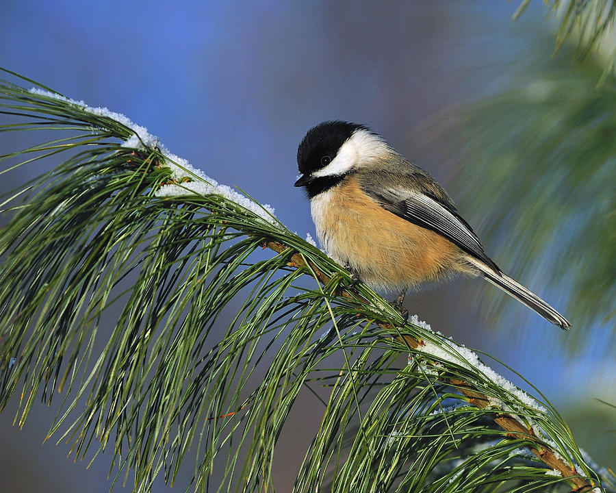 Black-Capped Chickadee #1 Photograph by Tony Beck