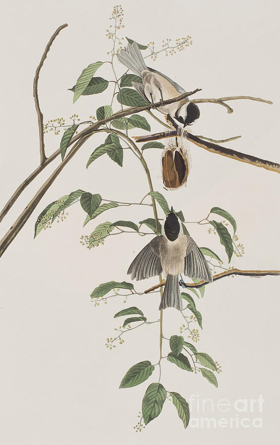 John James Audubon Painting - Black Capped Titmouse by John James Audubon
