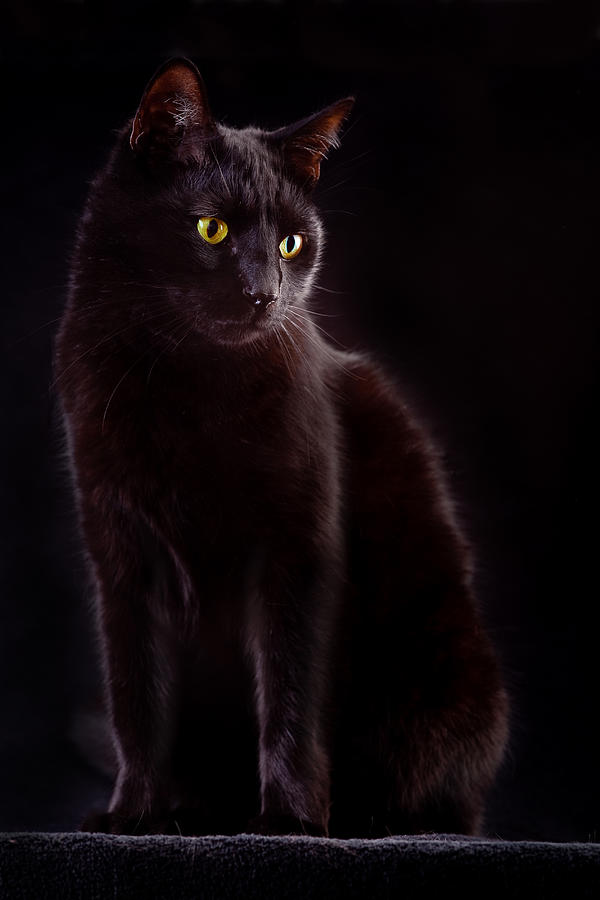 Animal Photograph - Black Cat #2 by Dirk Ercken