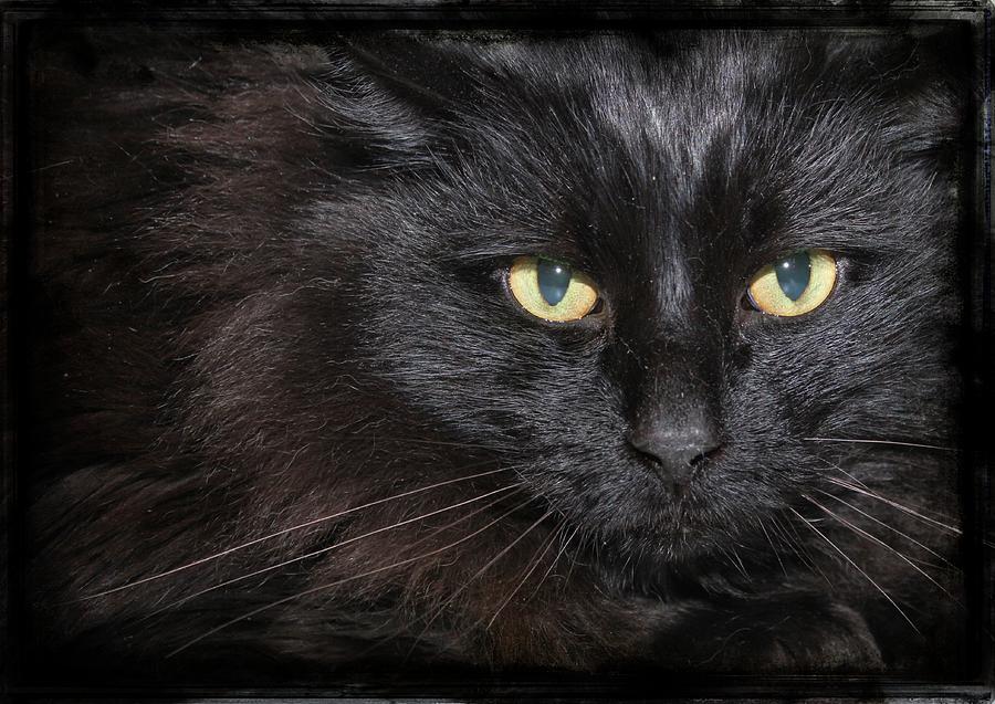 Cat Photograph - Black Cat #2 by Joyce Baldassarre