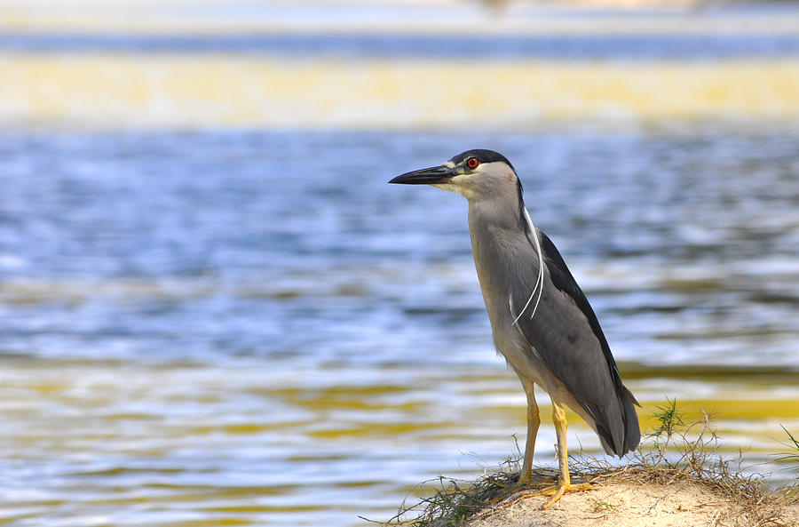 Black-crowned night heron #1 Photograph by Andrew Dinh
