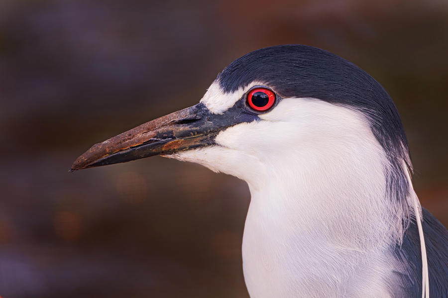 Black-Crowned Night Heron  #1 Photograph by Brian Cross