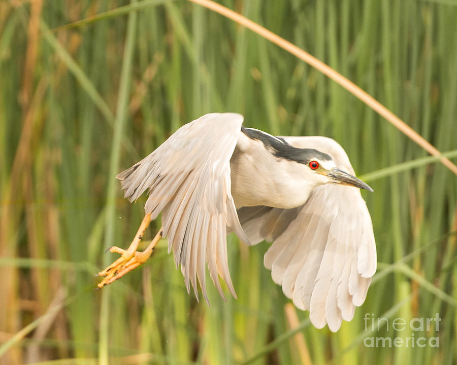 Black Crowned Night Heron #12 Photograph by Dennis Hammer