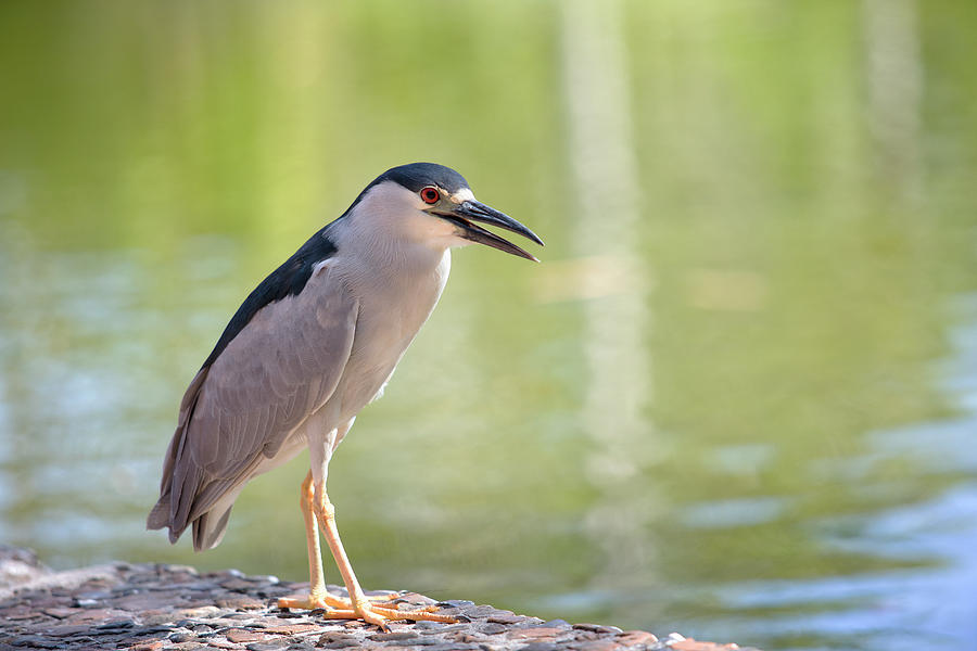 Black-crowned Night Heron #1 Photograph by Eunice Gibb