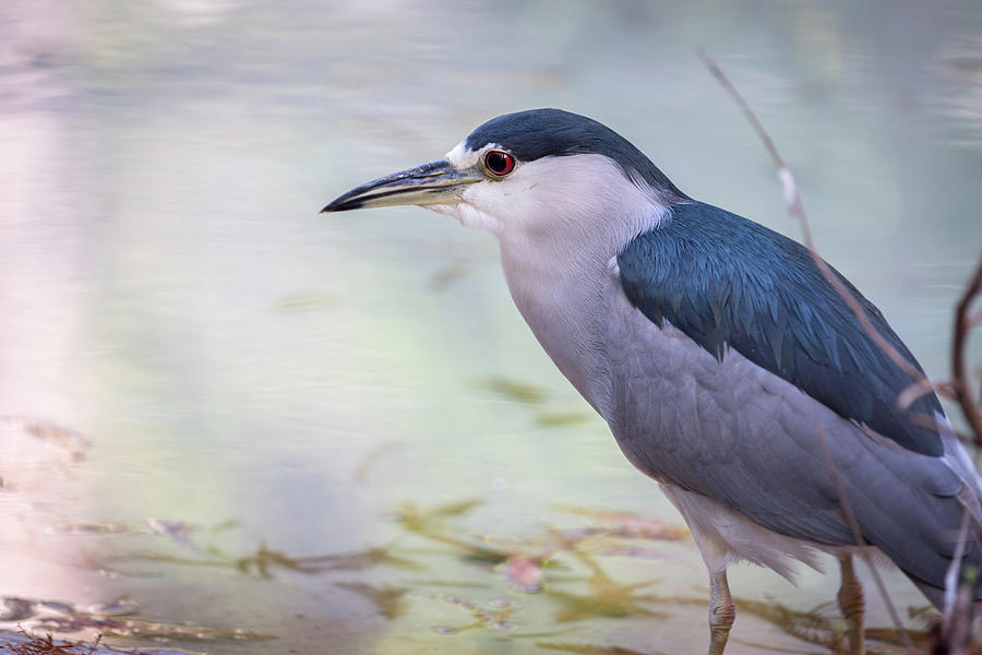 Black-Crowned Night Heron #2 Photograph by Simmie Reagor