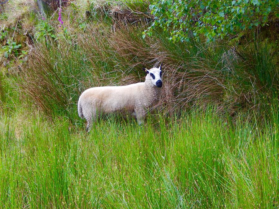 Black eyed sheep Photograph by Sue Morris