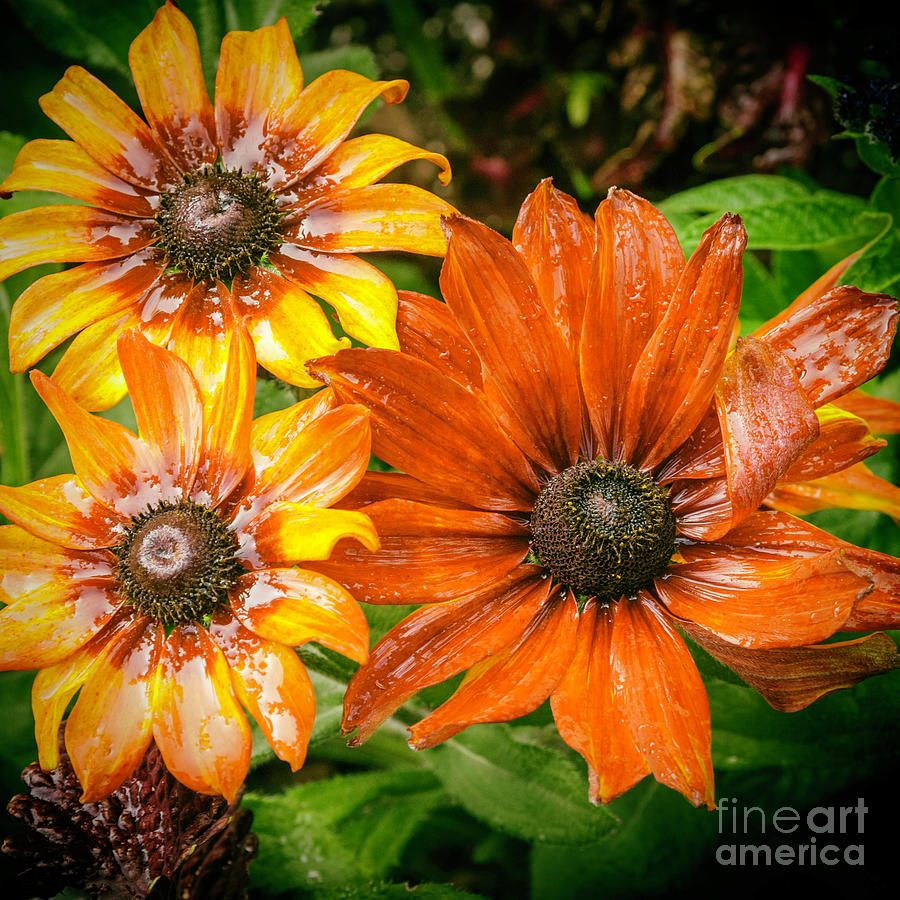 Black-eyed Susan #2 Photograph by Barry Weiss