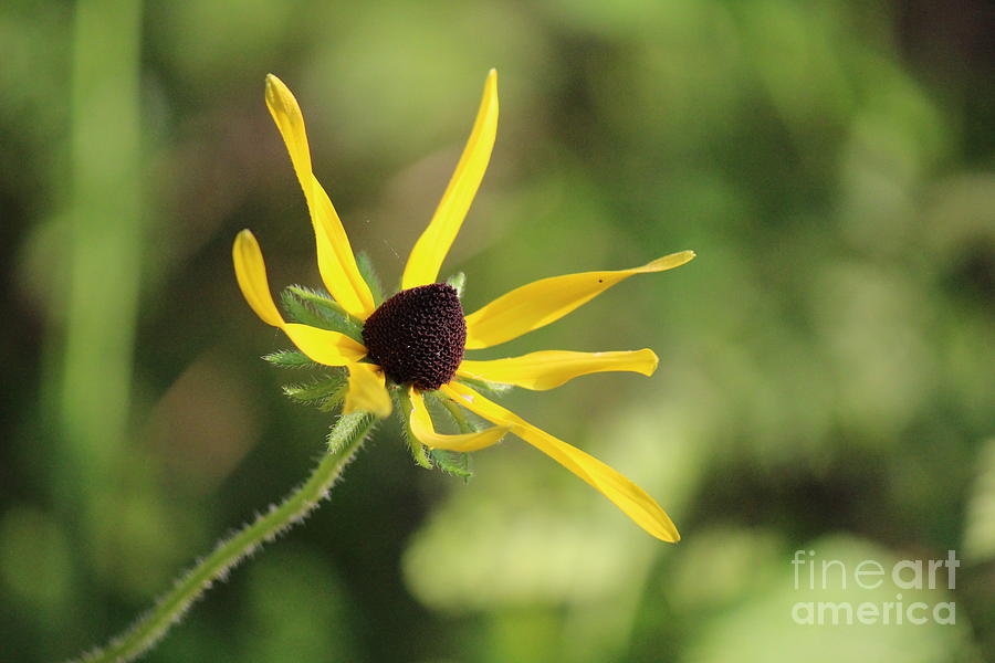 Black eyed Susan Photograph by Colleen Snow - Fine Art America