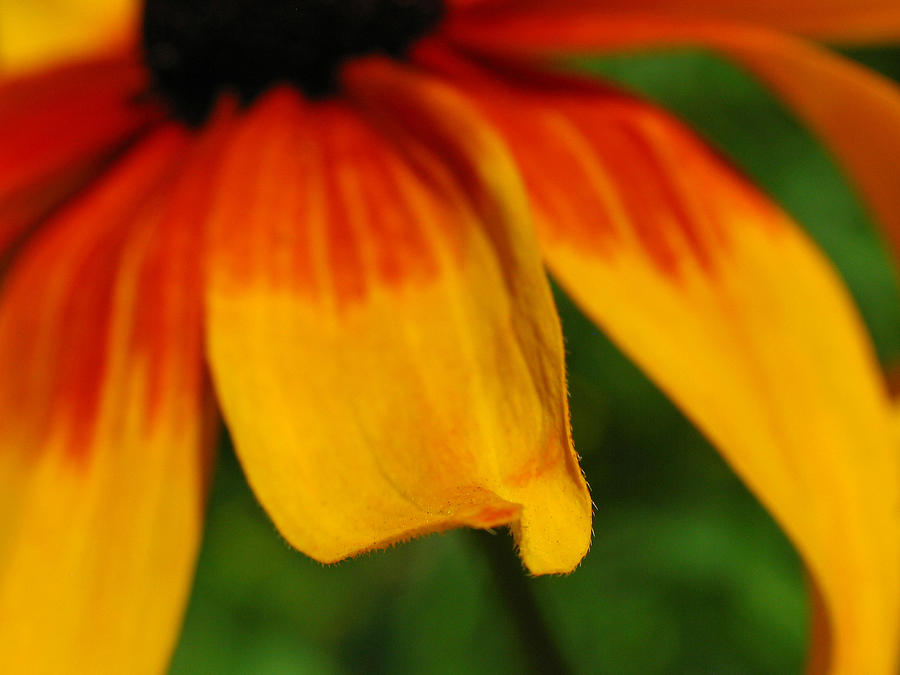 Black Eyed Susan #1 Photograph by Juergen Roth