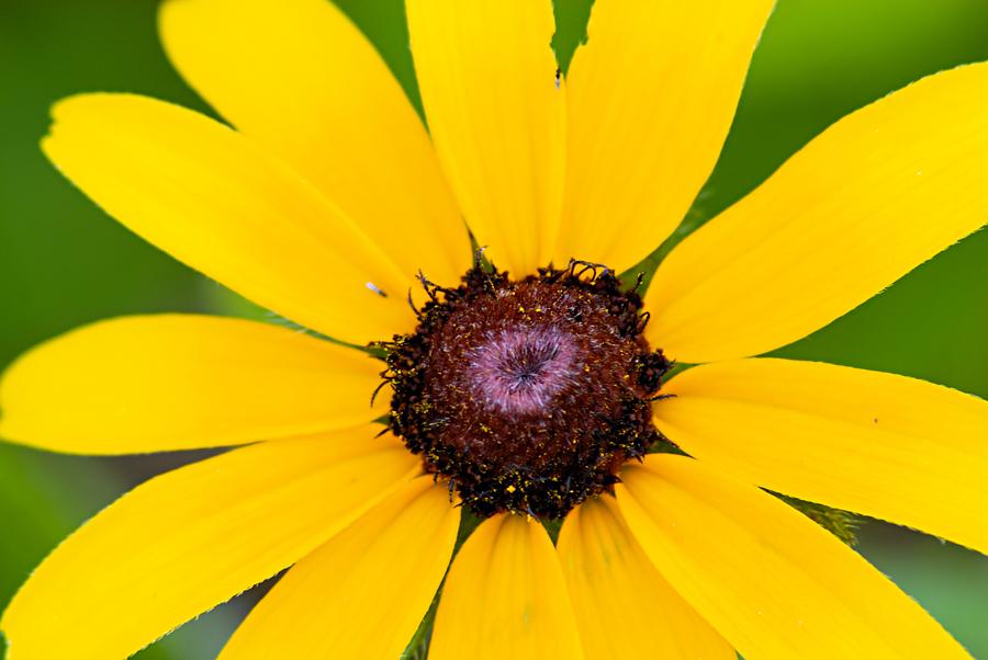 Black-eyed Susan #1 Photograph by Larry Ricker