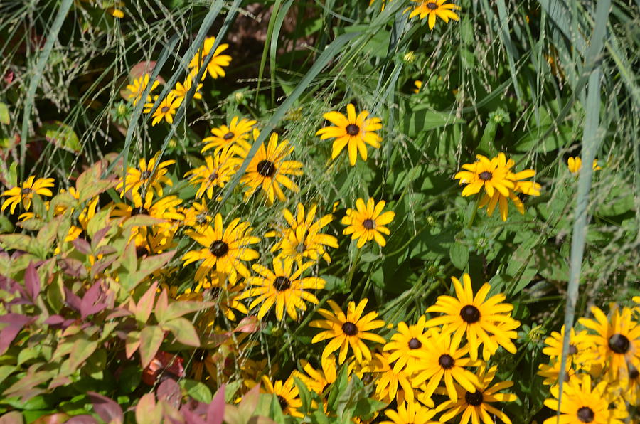 Black Eyed Susans #1 Photograph by Bill Cannon