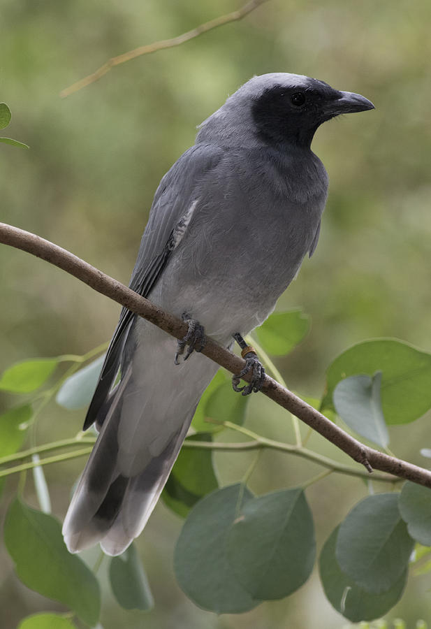 Black-faced Cuckoo-shrike #1 Photograph by Masami Iida