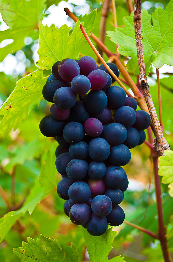 Black grapes Photograph by Alexander Moiseev - Fine Art America