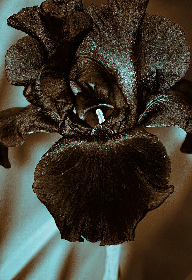 Black Iris #1 Photograph by Marcia Colelli