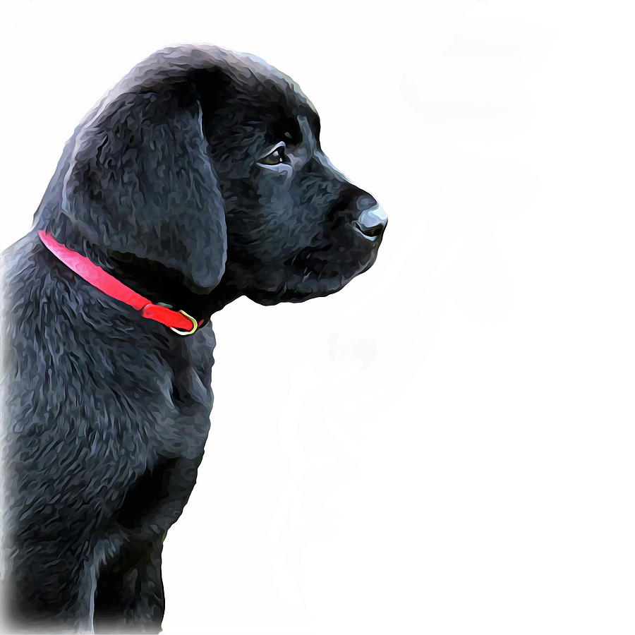 black lab dressed up