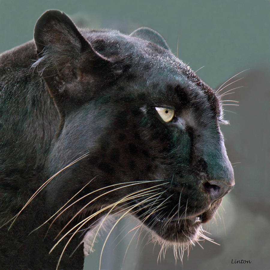 Black Leopard #1 Photograph by Larry Linton