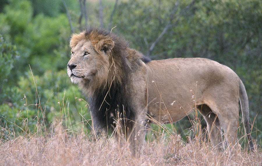 Black Maned Lion #1 Photograph by Sandra Bronstein