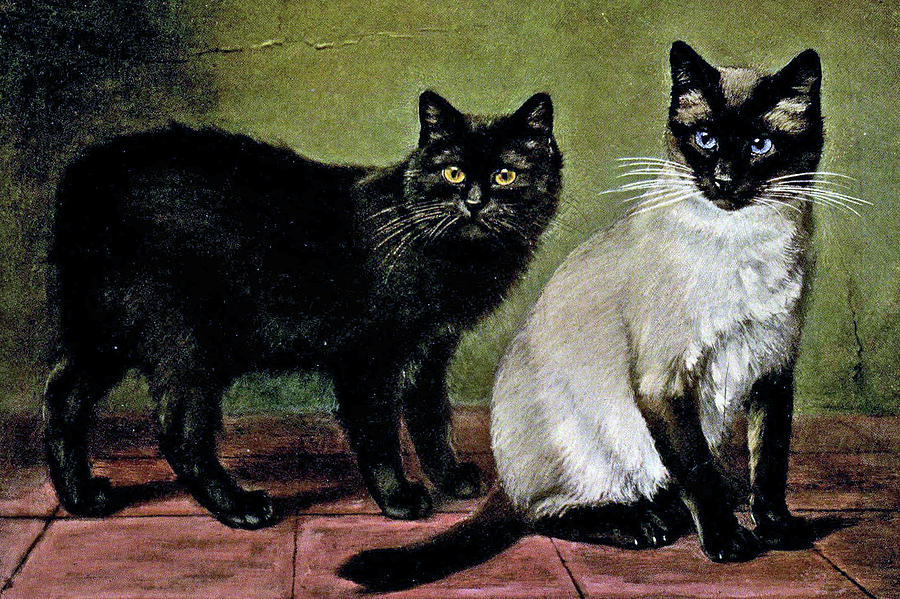 Cat Painting - Black Manx and Siamese Cats #1 by W Luker Junior