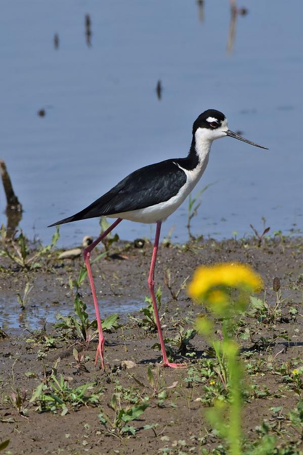 Black neck stilt Photograph by Dwight Eddington - Fine Art America