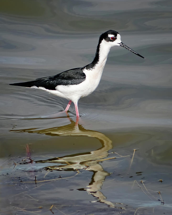 Black-necked Stilt Photograph by Dawn Currie