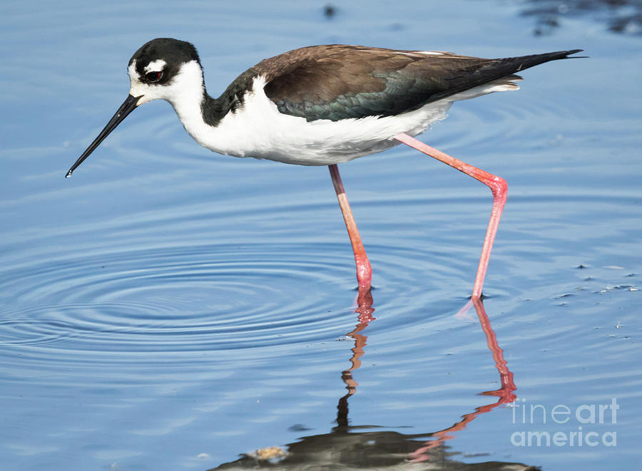 Bird Photograph - Black-necked Stilt #1 by Ricky L Jones