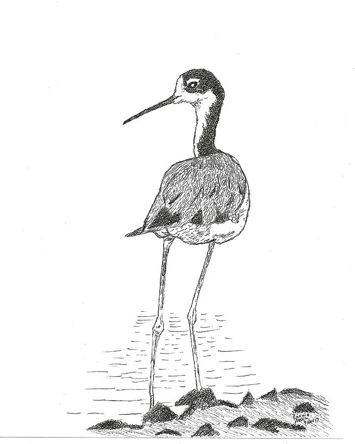 Black-necked Stilt #1 Drawing by Ronnie Maum