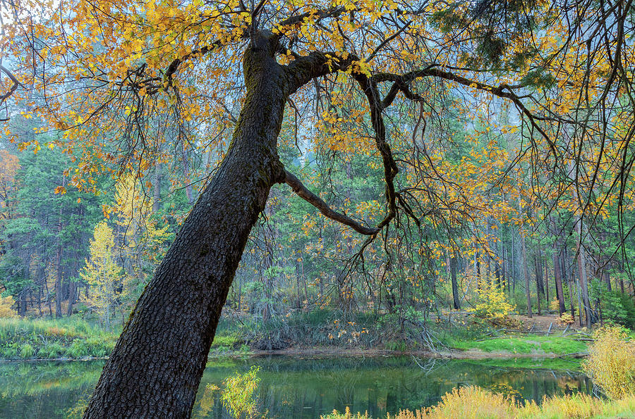 Black Oak #2 Photograph by Jonathan Nguyen