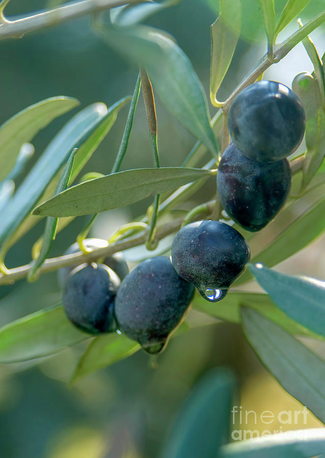 Optage Overhale Oh Black Olives on an Olive tree Photograph by Ilan Amihai - Pixels