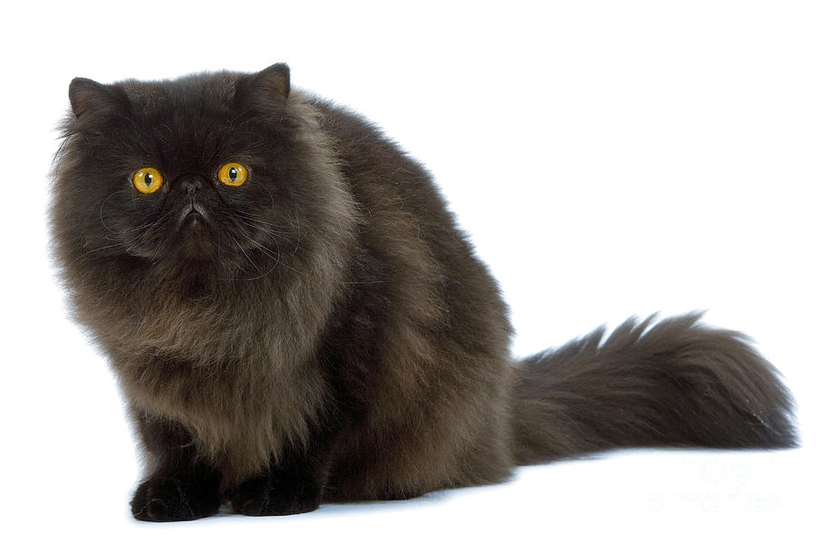 Black Persian Cat #1 Photograph by Jean-Michel Labat