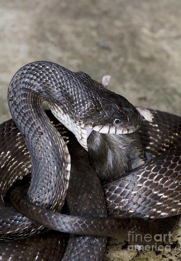 Mouse Photograph - Black Rat Snake Feeding #1 by Scott Camazine