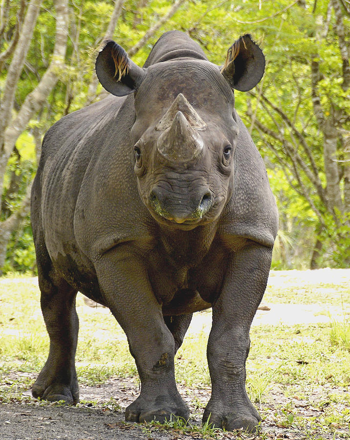 Black Rhino at the Miami Zoo #1 Photograph by Bart Blumberg