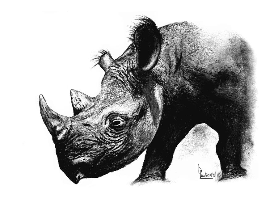 Black Rhino Drawing by Dave Lawson - Fine Art America