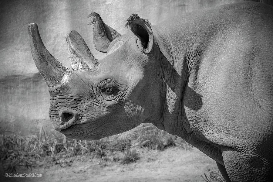 Black Rhino #1 Photograph by LeeAnn McLaneGoetz McLaneGoetzStudioLLCcom