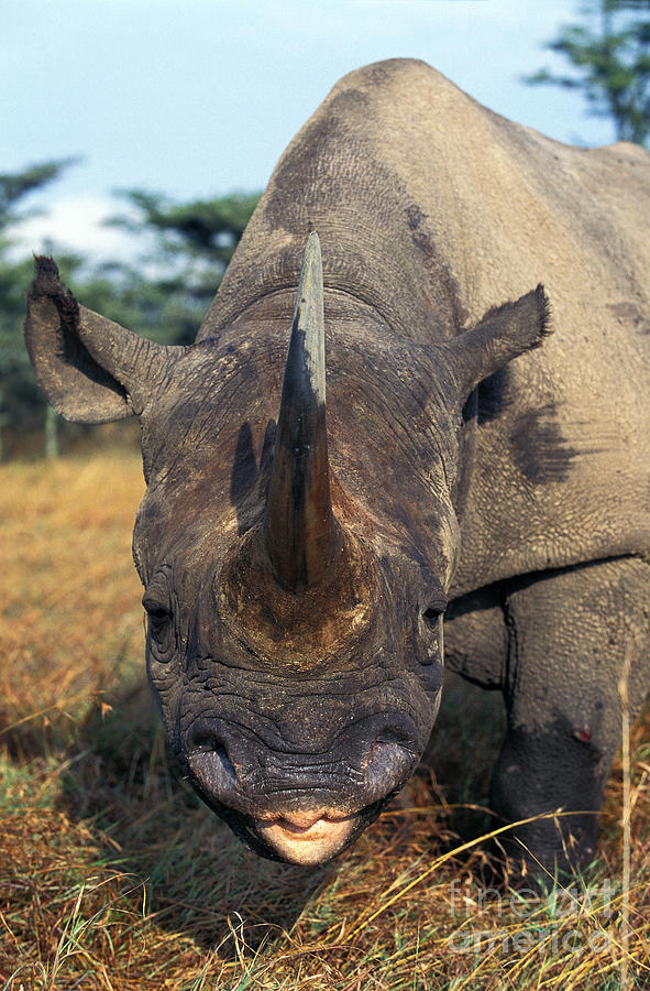 Animal Photograph - Black Rhinoceros Diceros Bicornis #1 by Gerard Lacz