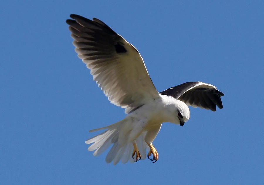 Black-shouldered kite  #1 Photograph by Tony Brown
