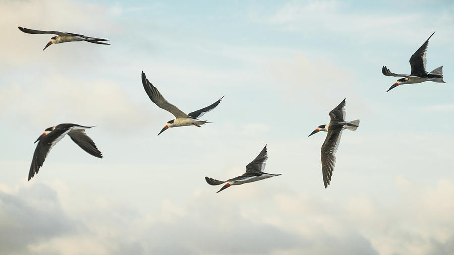 Black Skimmers in Flight Delray Beach Florida #1 Photograph by Lawrence S Richardson Jr