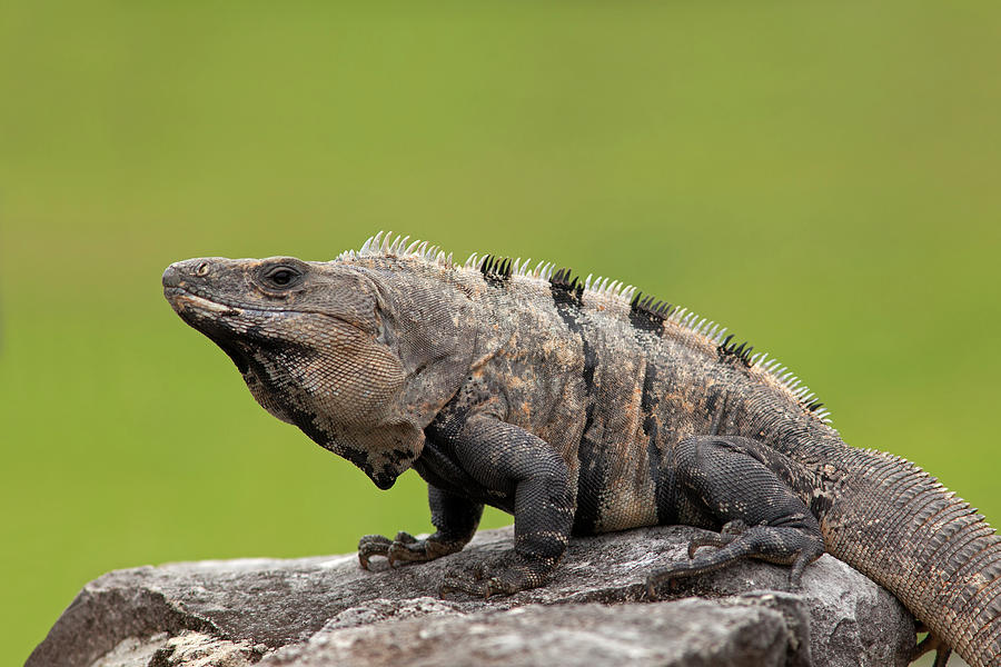 Black Spiny-Tailed Iguana in Tulum Ruins #1 Photograph by Aivar Mikko