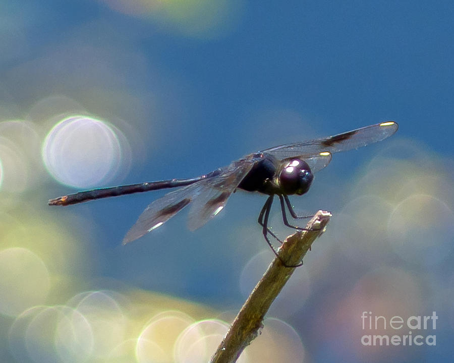 Black Spotted Dragonfly Photograph by Stephen Whalen