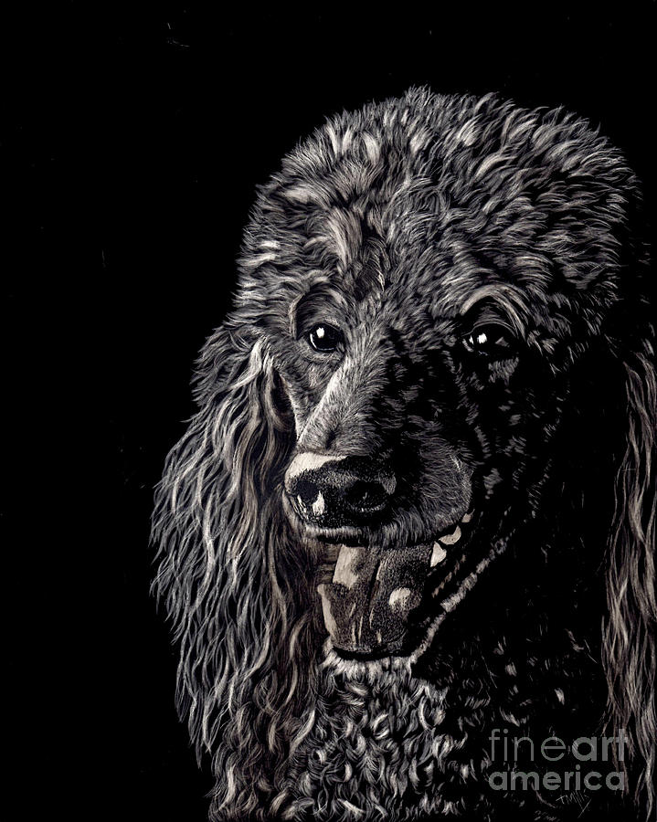 Black Standard Poodle #1 Drawing by Terri Mills