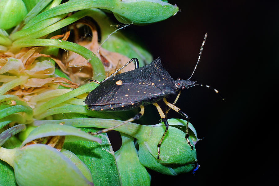 Black Stink Bug #1 Photograph by Larah McElroy