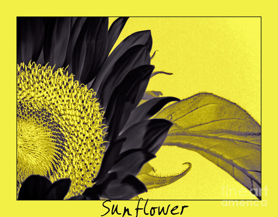 Black Sunflower #1 Photograph by Karen Lewis