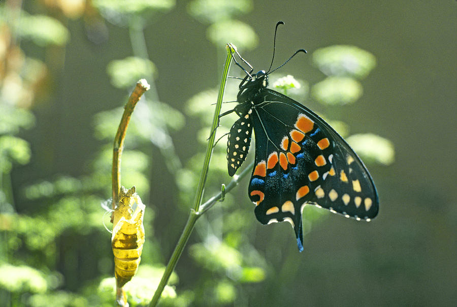 Black Swallowtail #1 Photograph by Buddy Mays