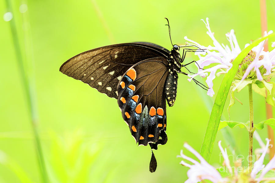 Black Swallowtail Butterfly #1 Photograph by Ben Graham